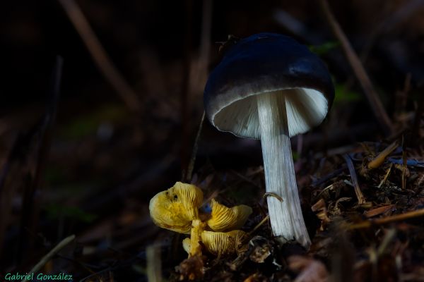 natur,Skov,blad,blomst,Foto,makro