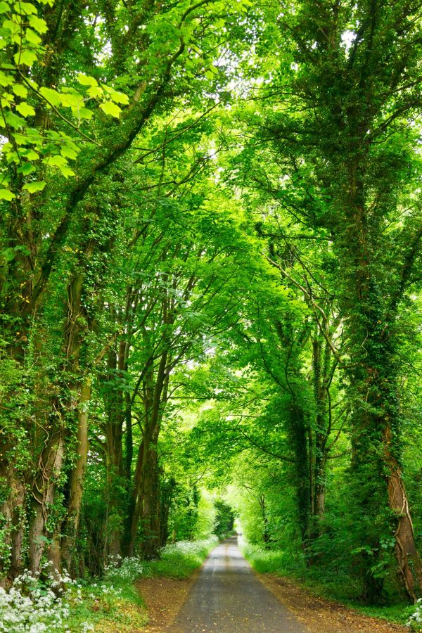 landscape, tree, nature, forest, plant, road