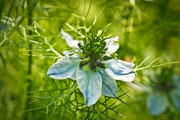 nature, blossom, plant, meadow, flower, bloom