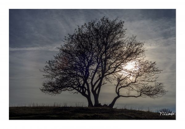 Landschaft,Baum,Ast,Pflanze,Sonne,Frankreich