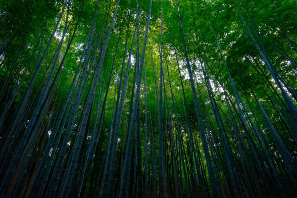 arbre, la nature, forêt, herbe, branche, lumière