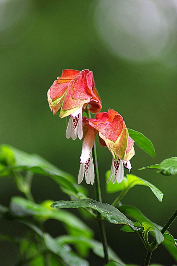 natur, blomst, plante, stilk, blad, fotografering