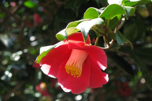 la nature,fleur,plante,fleur,pétale,feuille