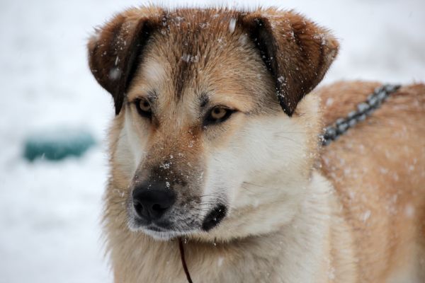 valp, hund, snø, kald, vinter, utsikt