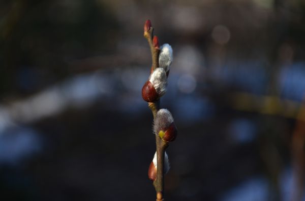 arbre,la nature,branche,fleur,plante,brouiller