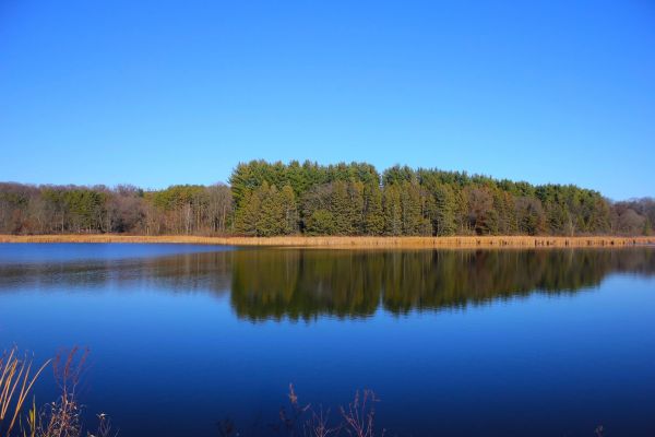 arbre,eau,la nature,forêt,région sauvage,ciel