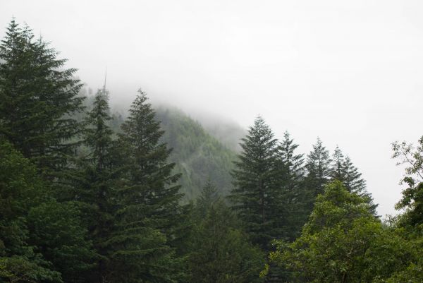 Baum, Wald, Wildnis, Ast, Berg, Pflanze