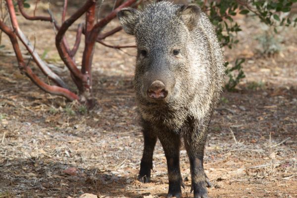 animais selvagens,mamífero,fauna,vertebrado,porco,Javelina