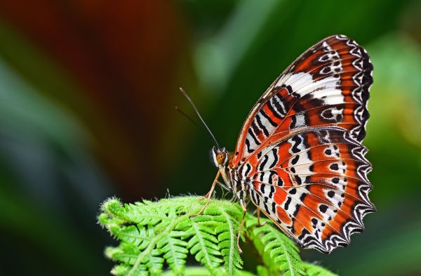 Insekt,Schmetterling,wirbellos,Nahansicht,Monarchfalter,Pieridae