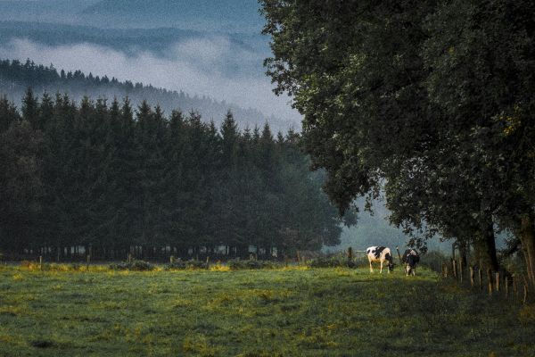 landschap,boom,natuur,Bos,wildernis,berg-