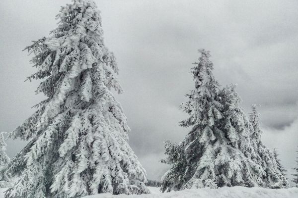 pohon,shortleaf black spruce,pinus putih,balsam fir,salju,oregon pine