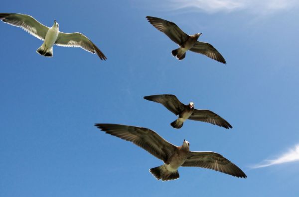 laut, alam, burung, sayap, langit, udara