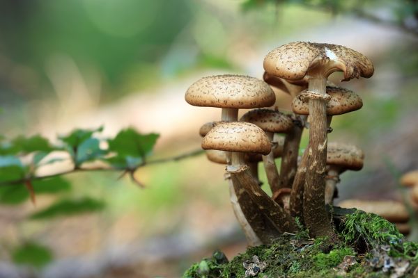 Herbst,Baum,Natur,Wald,Grün,Boden