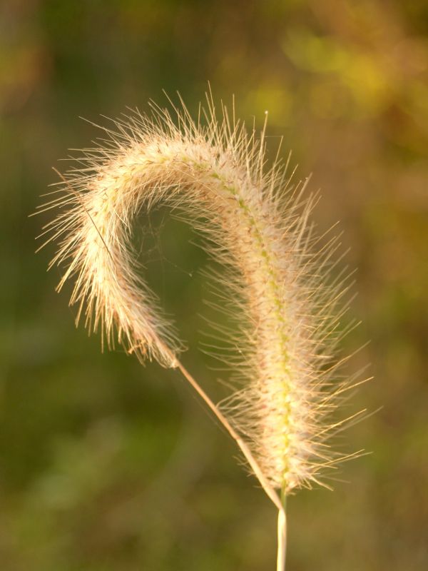 性质, 草, 户外, 科, 开花, 光