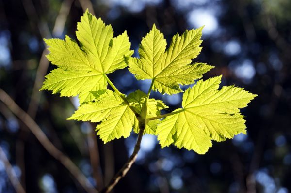 Baum, Natur, Wald, Ast, Pflanze, Sonnenlicht