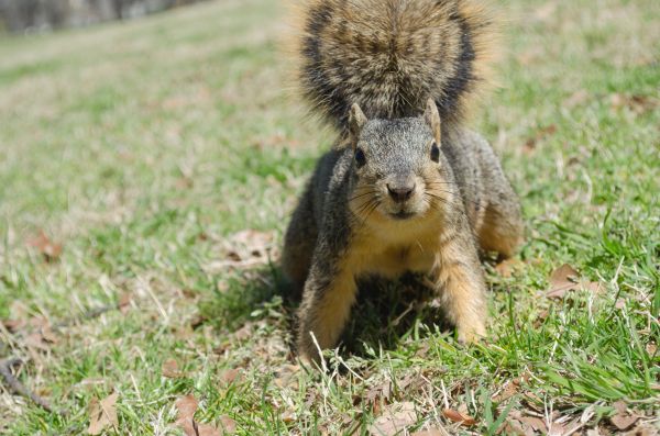 fauna silvestre,mamífero,ardilla,roedor,fauna,Conejo