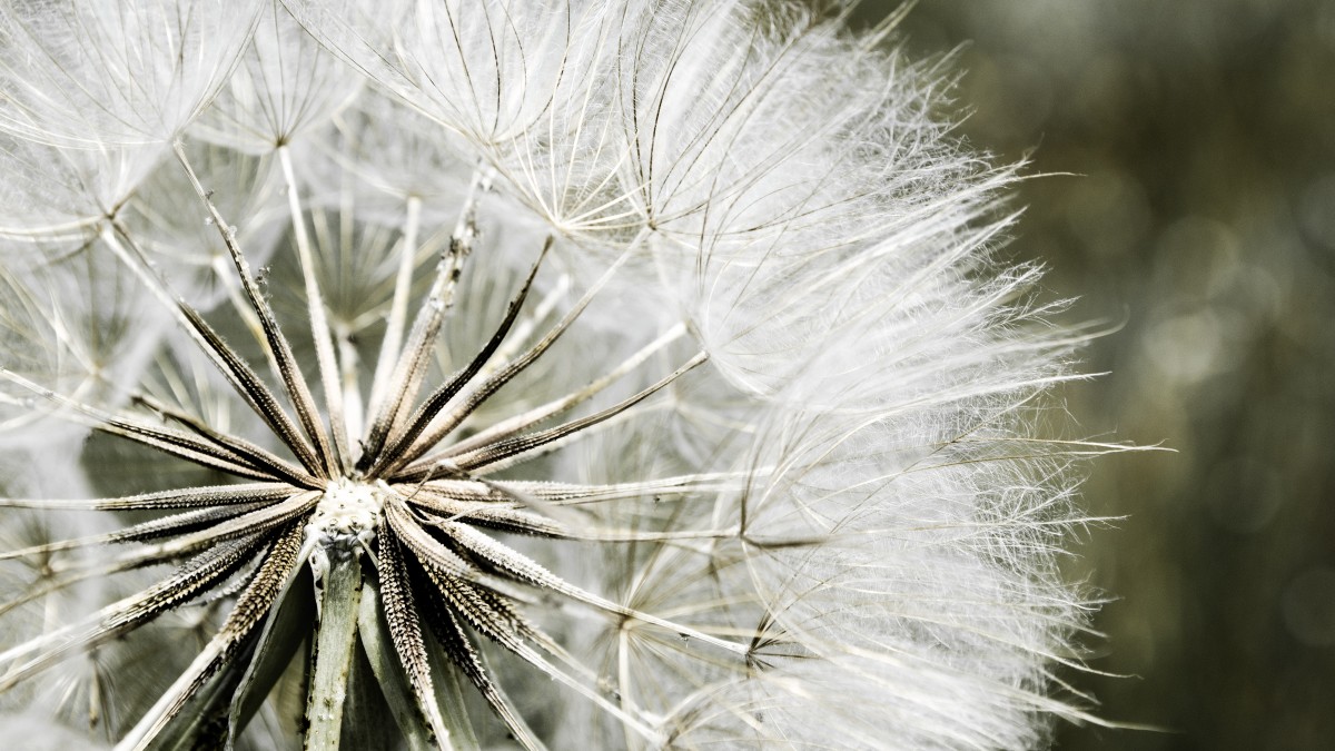 tree, nature, grass, branch, winter, plant, white, photography, dandelion, leaf, flower, wind, frost, macro, natural, botany, flora, twig, close up, thistle, macro photography, flowering plant, daisy family, grass family, plant stem, land plant, thorns spines and prickles