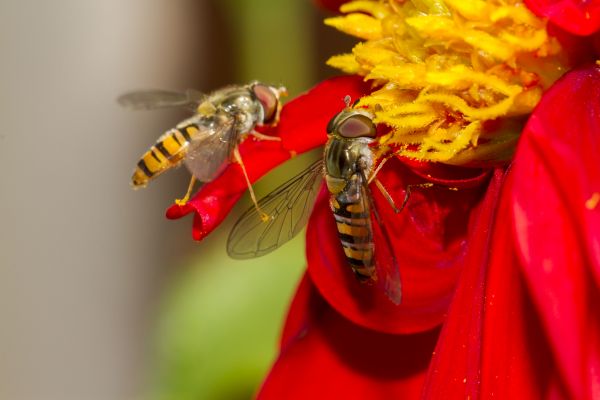 bokeh, fotografering, blomst, kronblad, pollen, rød