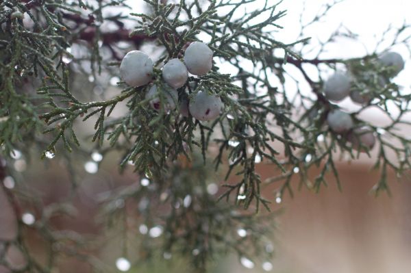 tree,branch,blossom,winter,plant,snow