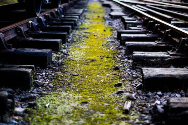 draussen,Spur,Eisenbahn,Eisenbahn,Blatt,Blume