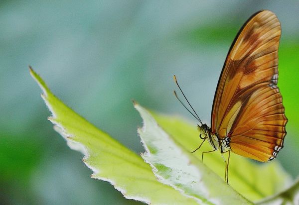 natureza, asa, fotografia, folha, flor, animal