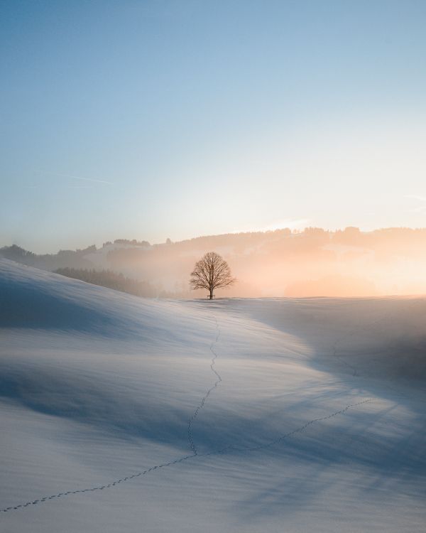 cloud, tree, sky, atmosphere, ecoregion, plant