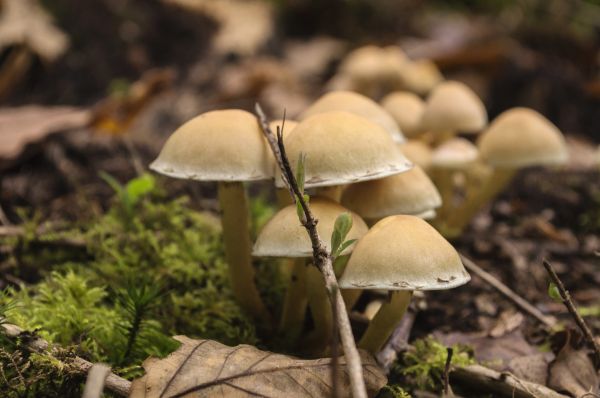 naturaleza,bosque,al aire libre,planta,fotografía,textura