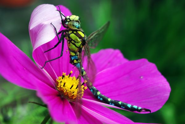 natur,vinge,plante,fotografering,blomst,vækst