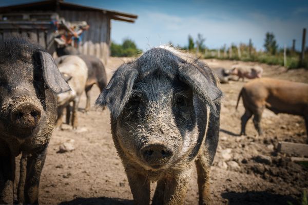 Fazenda,Gado,mamífero,fauna,animais selvagens,sujo