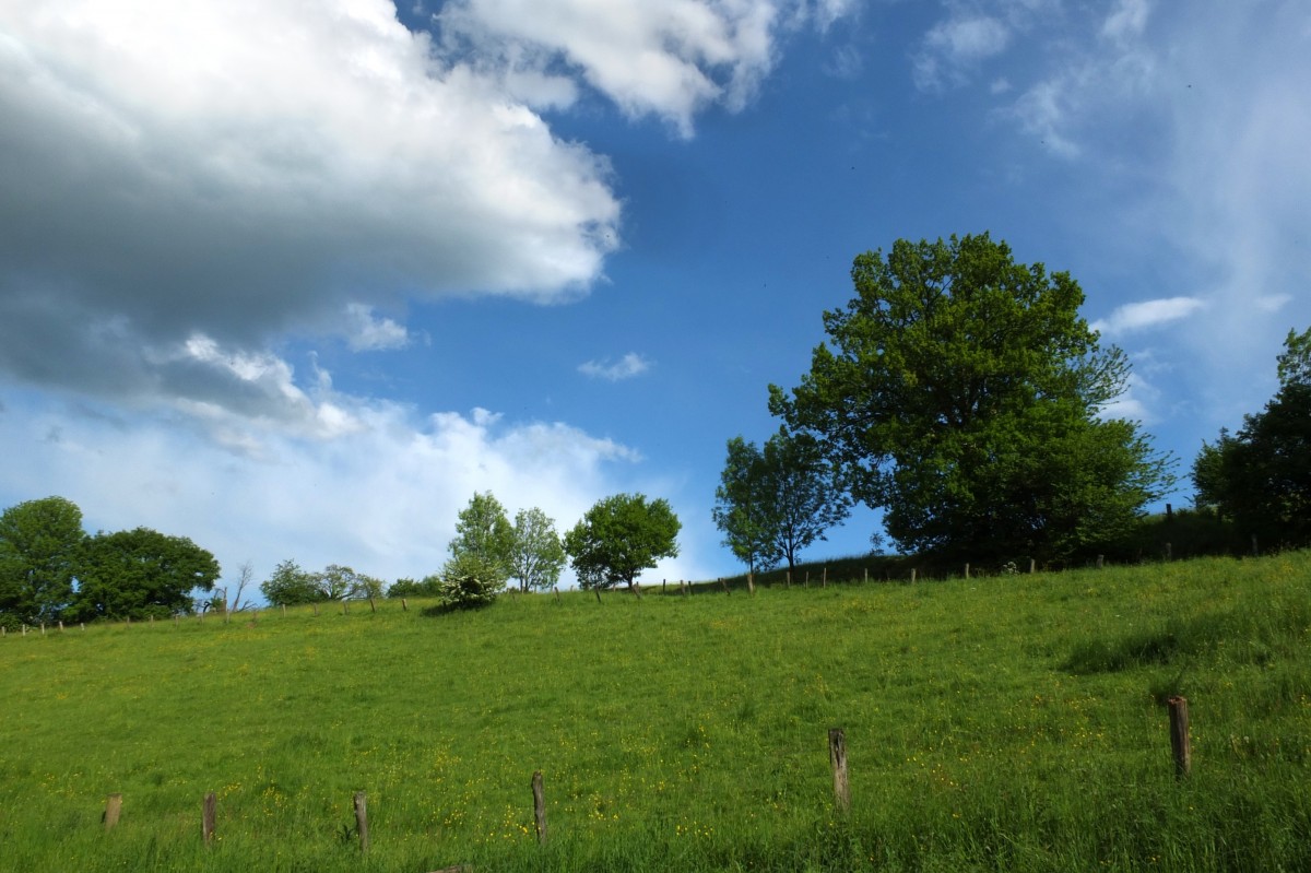 paesaggio, albero, natura, foresta, erba, orizzonte, nube, pianta, cielo, campo, prato, prato, prateria, luce del sole, collina, estate, verde, pascolo, agricoltura, pianura, alberi, nuvole, prateria, Germania, habitat, ecosistema, area rurale, fenomeno meteorologico, ambiente naturale, pianta legnosa, stindermuehle, Erkrath vicino d sseldorf