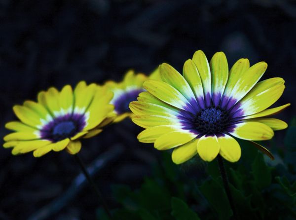 natur, blomma, fläck, tillväxt, växt, Sol