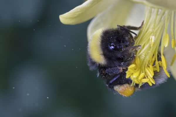 Flügel, Bokeh, Weiß, Fotografie, Blume, Foto