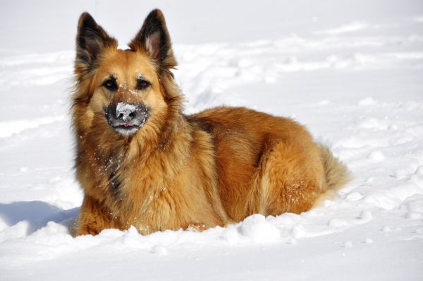 hond,zoogdier,sneeuw,winter,wit,spelen