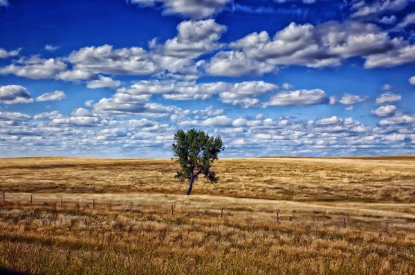 Landschaft, Natur, Gras, Horizont, Sumpf, Baum