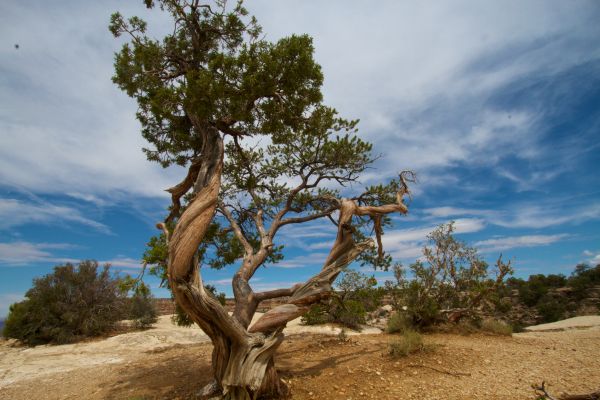 tree,plant,landscape,soil,savanna,juniper