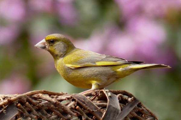 naturaleza,pájaro,fauna silvestre,pico,fauna,jardín