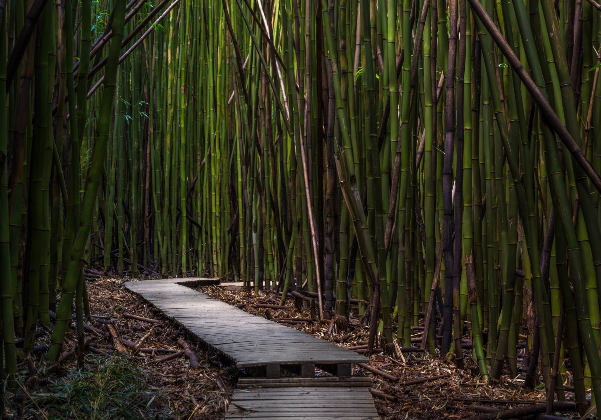 arbre, la nature, forêt, herbe, marais, branche, plante, bois, lumière du soleil, feuille, tronc, vert, jungle, botanique, forêt tropicale, Zone humide, des bois, habitat, bambou, Écosystème, environnement naturel, Famille d'herbe, Tige de plante, Plante ligneuse, Sont des échelles