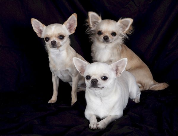 chien,groupe,portrait,séance,studio,marron