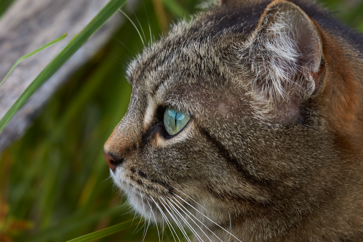 gras, foto, wildlife, kat, zoogdier, fauna, detailopname, katten, neus-, bakkebaarden, snuit, oog, dieren, gewerveld, gatos, A77, g, ggl1, gaby1, xovesphoto, animales, sonya77, 50500, sigma50500, gphoto, xelodegalicia, gabrielcoru een, gestreepte kat, Europese korthaar, wilde kat, kleine tot middelgrote katten, kat als zoogdier, binnenlandse kortharige kat, roestkat