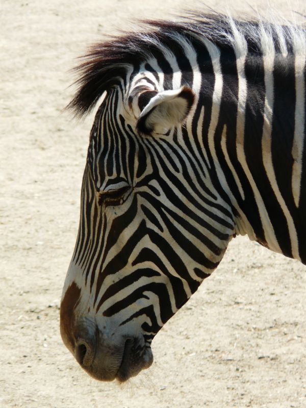 Schwarz und weiß, Weiß, Tier, Tierwelt, Zoo, Profil