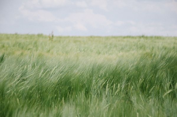 landscape, nature, grass, horizon, marsh, outdoor