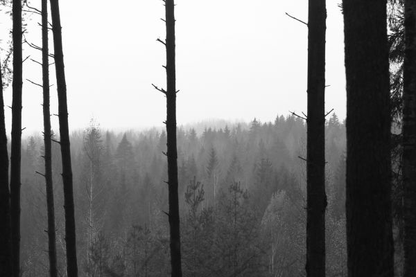 tree, nature, forest, branch, snow, winter