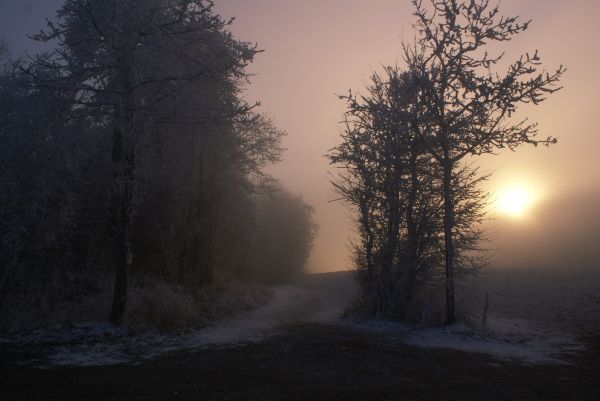 krajina, strom, Příroda, les, větev, cesta