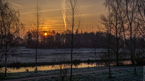 panorama, árvore, natureza, neve, inverno, luz