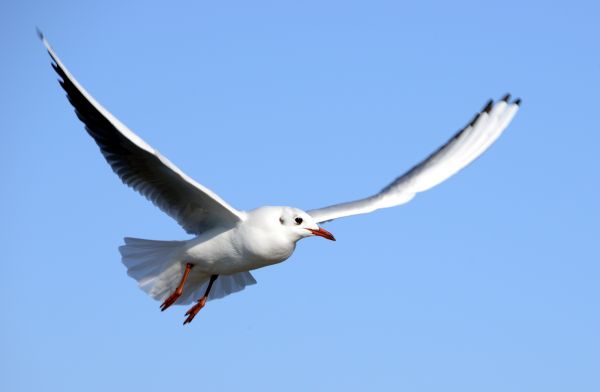 doğa, kuş, kanat, gökyüzü, beyaz, Seabird