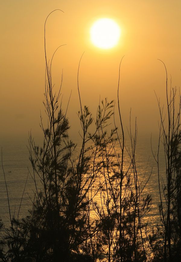 plajă,peisaj,mare,copac,apă,natură