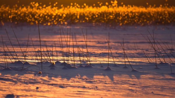 воды,природа,горизонт,снег,зима,небо