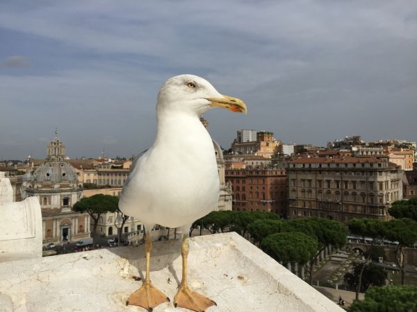 建築,見る,建物,シティ,鳥,空