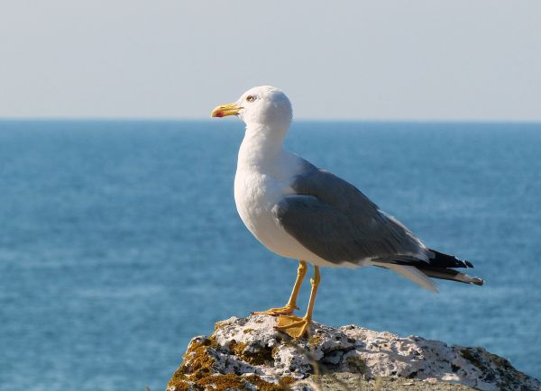 море, птица, морски птици, чайка, рок, хоризонт