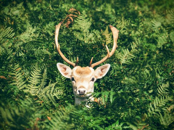 animal,wildlife,deer,mammal,fauna,fern